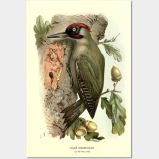 Green Woodpecker Posters and Art